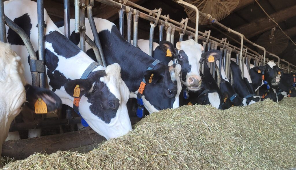 471474352_573701552110002_6698020110337507717_n Produzione di verdura bio a Budrio